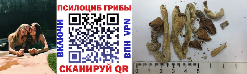 Купить закладки  Медвежьегорск  Псилоцибиновые грибы Psilocybine cubensis 